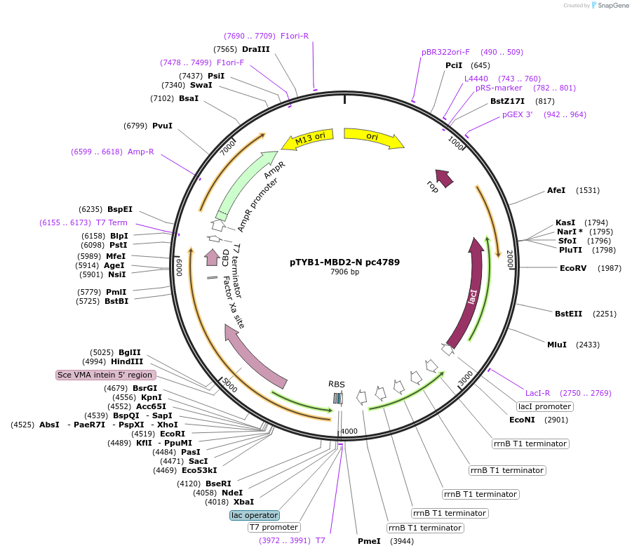 229753-plasmid-map-sequence-id-460687