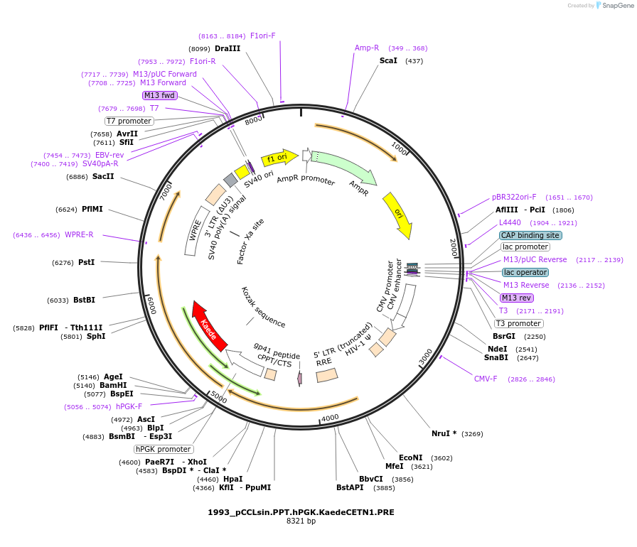 231804-plasmid-map-sequence-id-460688