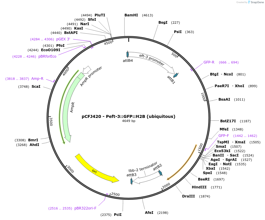 34877-plasmid-map-sequence-id-460692