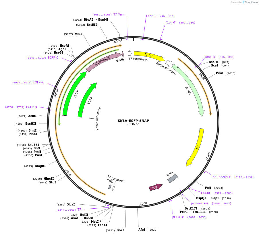 229852-plasmid-map-sequence-id-460709