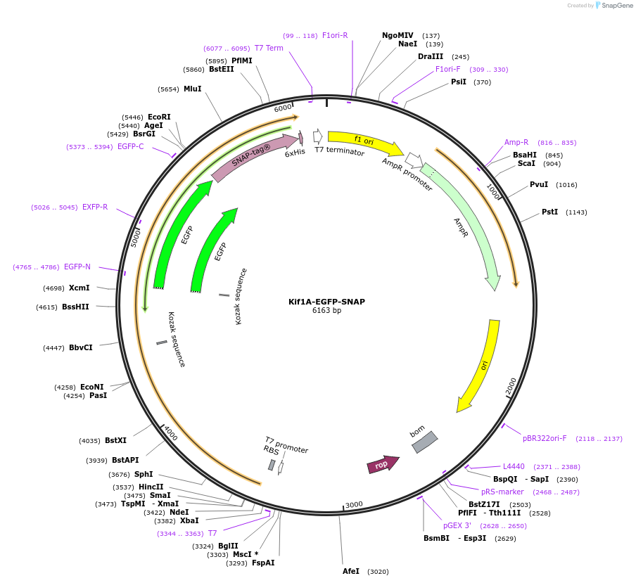 229851-plasmid-map-sequence-id-460711