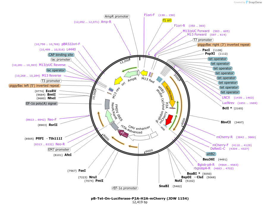229840-plasmid-map-sequence-id-460713