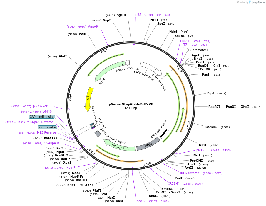 222948-plasmid-map-sequence-id-460714