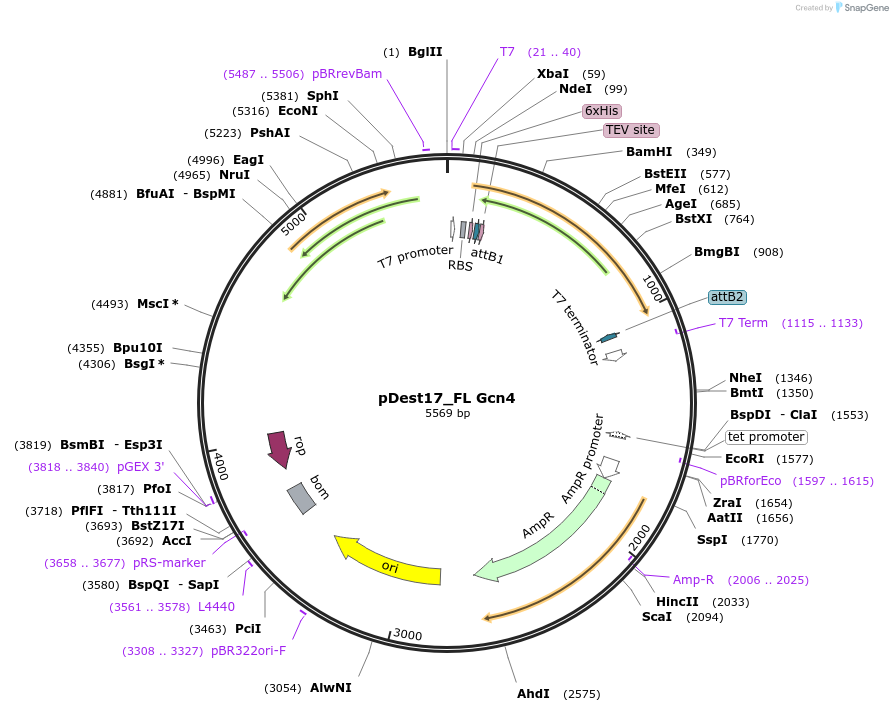 231855-plasmid-map-sequence-id-460719