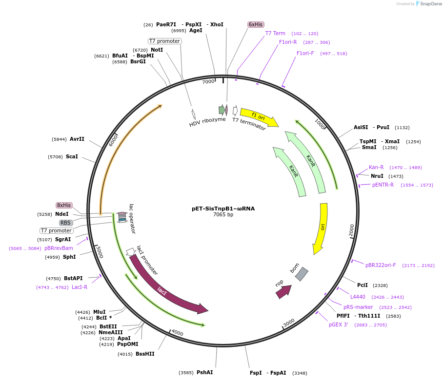228365-plasmid-map-sequence-id-460756
