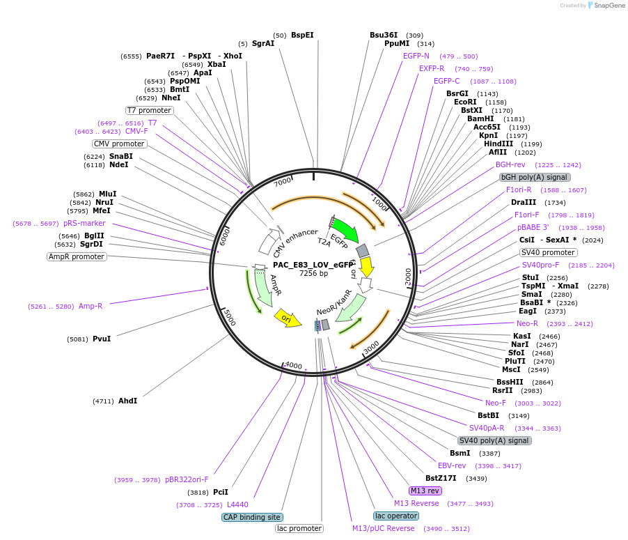 231574-plasmid-map-sequence-id-460758