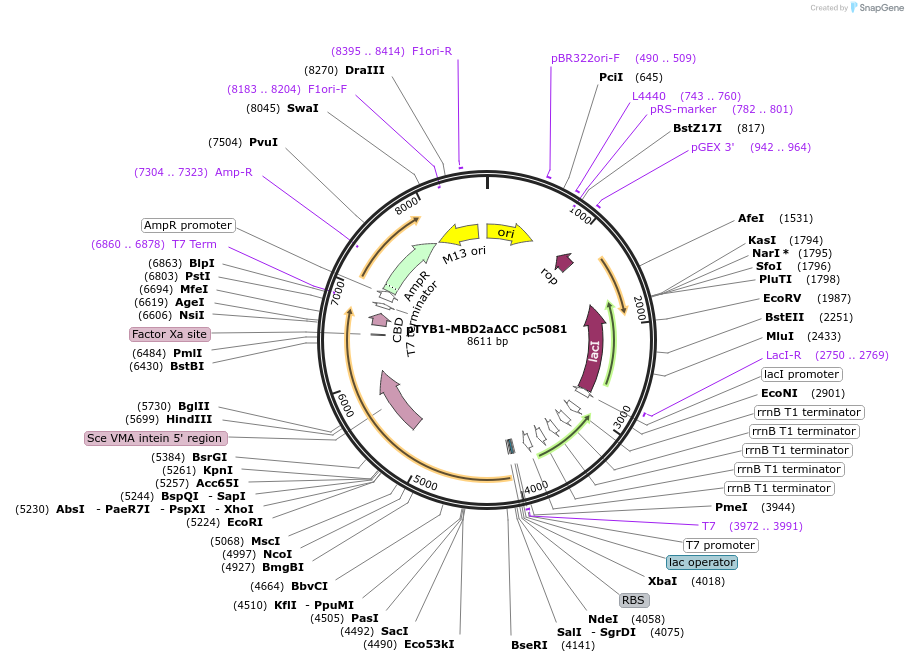 229760-plasmid-map-sequence-id-460761