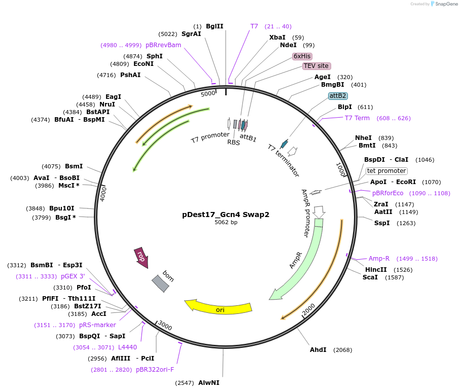 231865-plasmid-map-sequence-id-460763