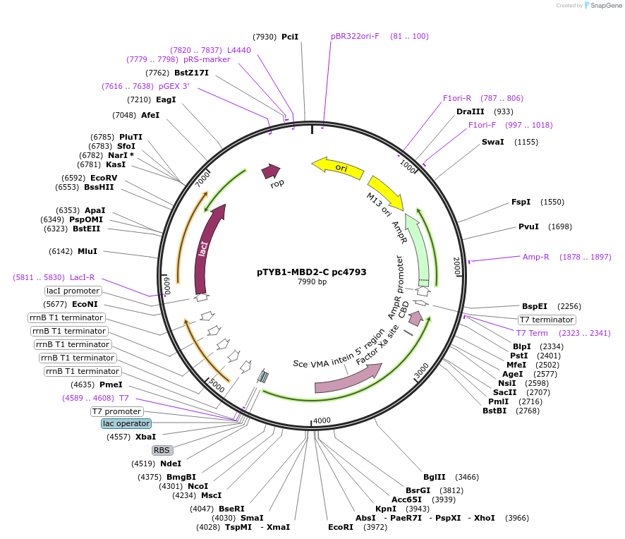 229756-plasmid-map-sequence-id-460766