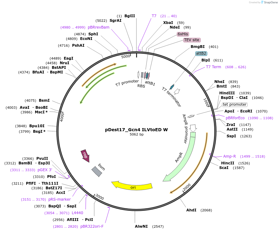 231871-plasmid-map-sequence-id-460771