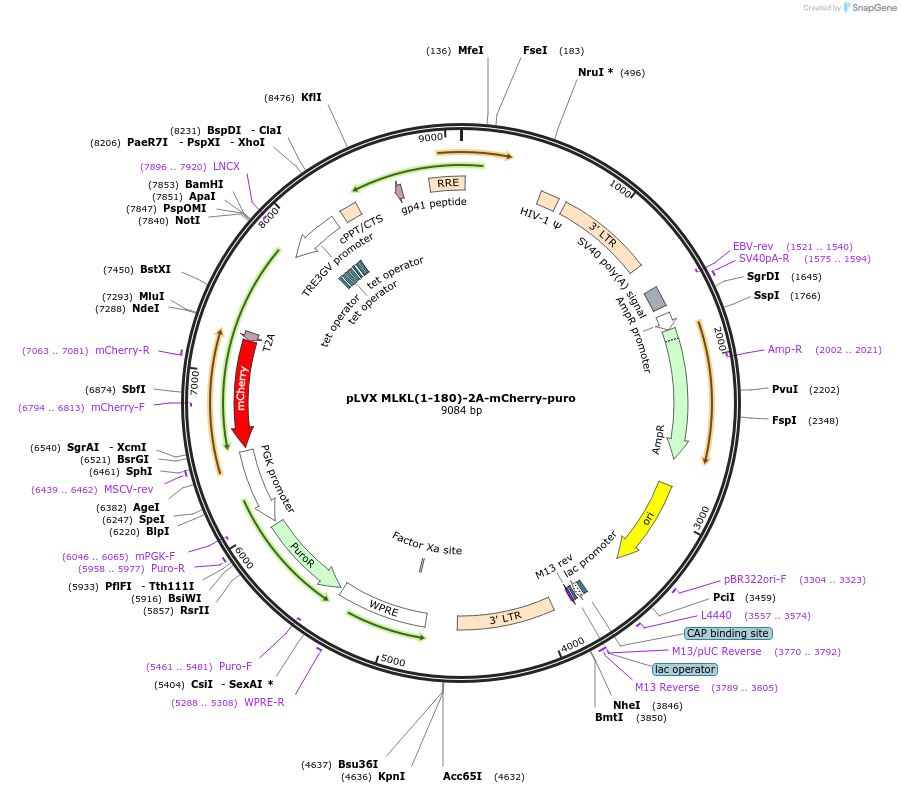 231976-plasmid-map-sequence-id-460773