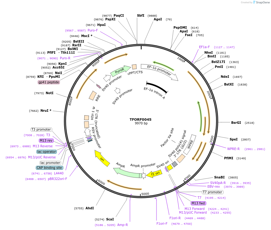 141490-plasmid-map-sequence-id-460777