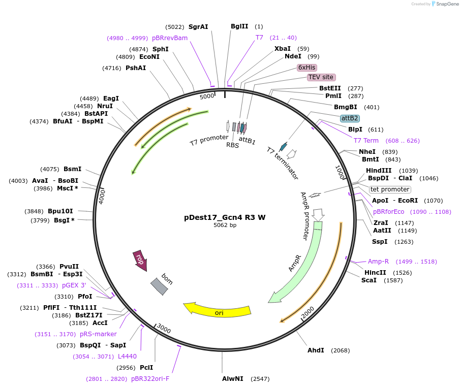 231876-plasmid-map-sequence-id-460783