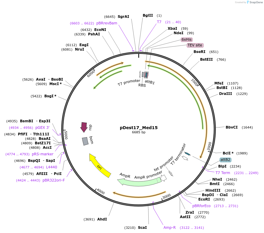 231887-plasmid-map-sequence-id-460788
