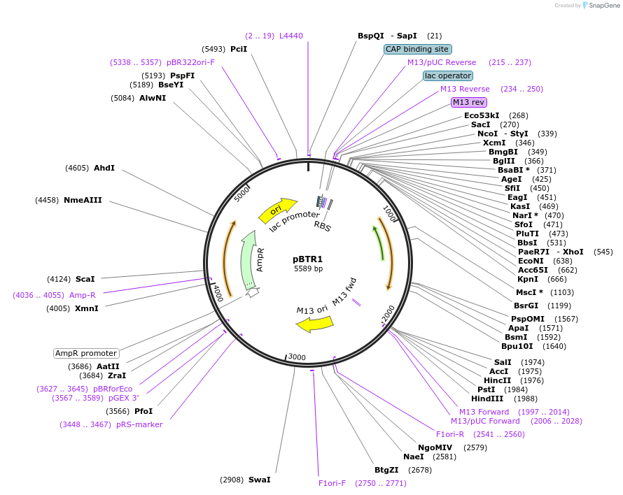 22468-plasmid-map-sequence-id-460795