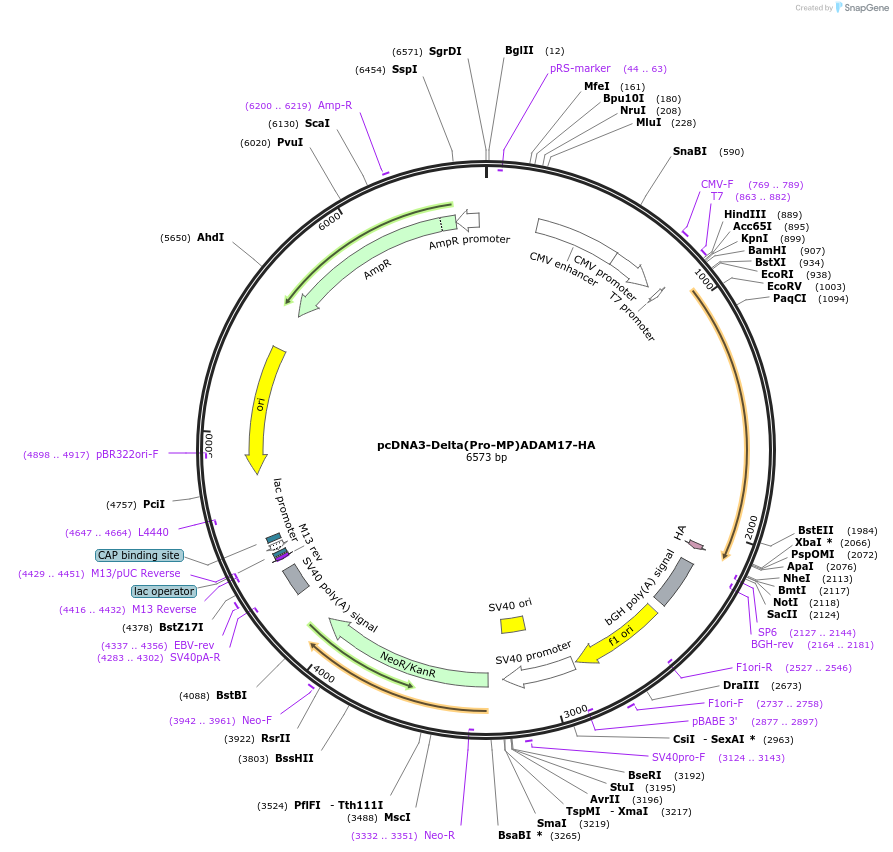 65221-plasmid-map-sequence-id-460799