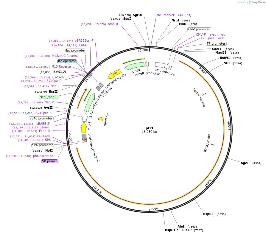 122443-plasmid-map-sequence-id-460800