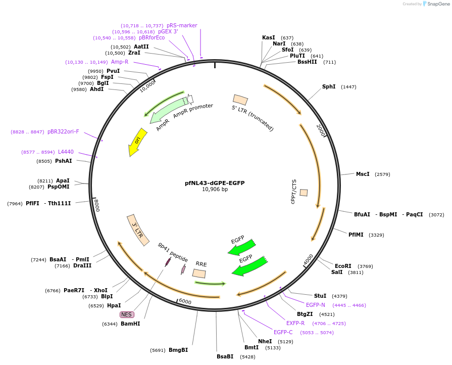 36866-plasmid-map-sequence-id-46081