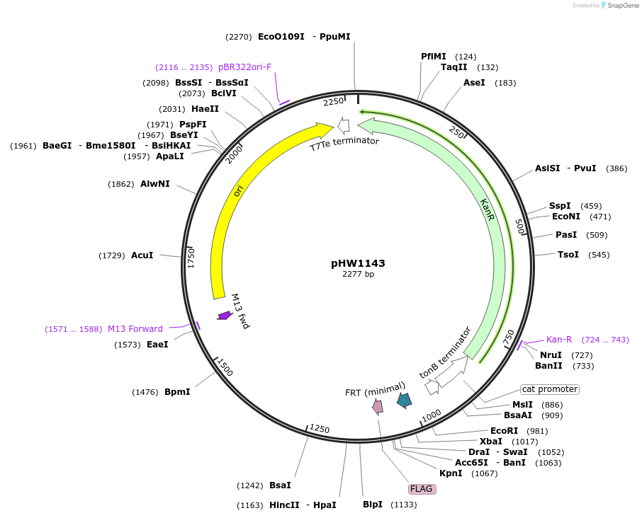 229866-plasmid-map-sequence-id-460826