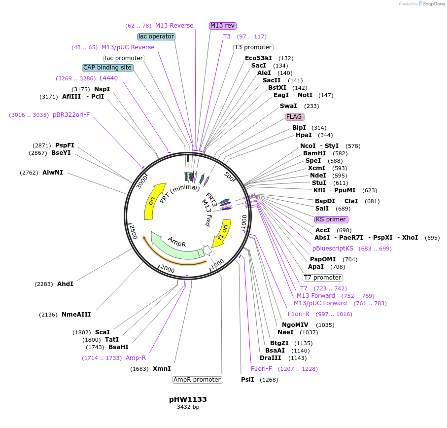 229869-plasmid-map-sequence-id-460828