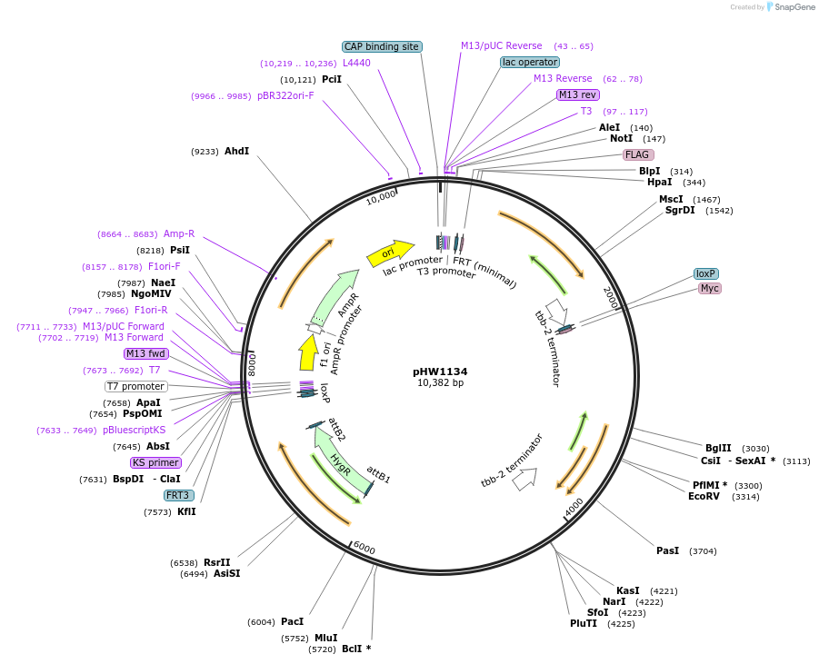 229870-plasmid-map-sequence-id-460829