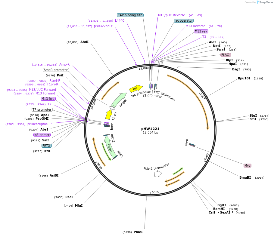 229873-plasmid-map-sequence-id-460840