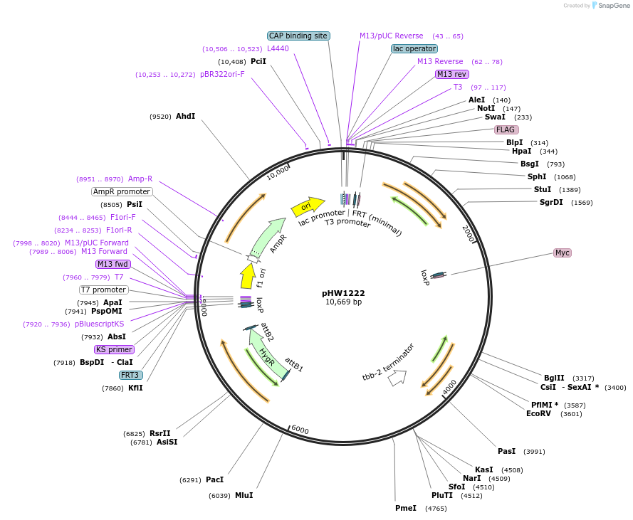 229874-plasmid-map-sequence-id-460841