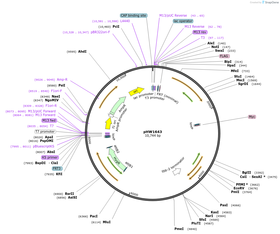 229876-plasmid-map-sequence-id-460844
