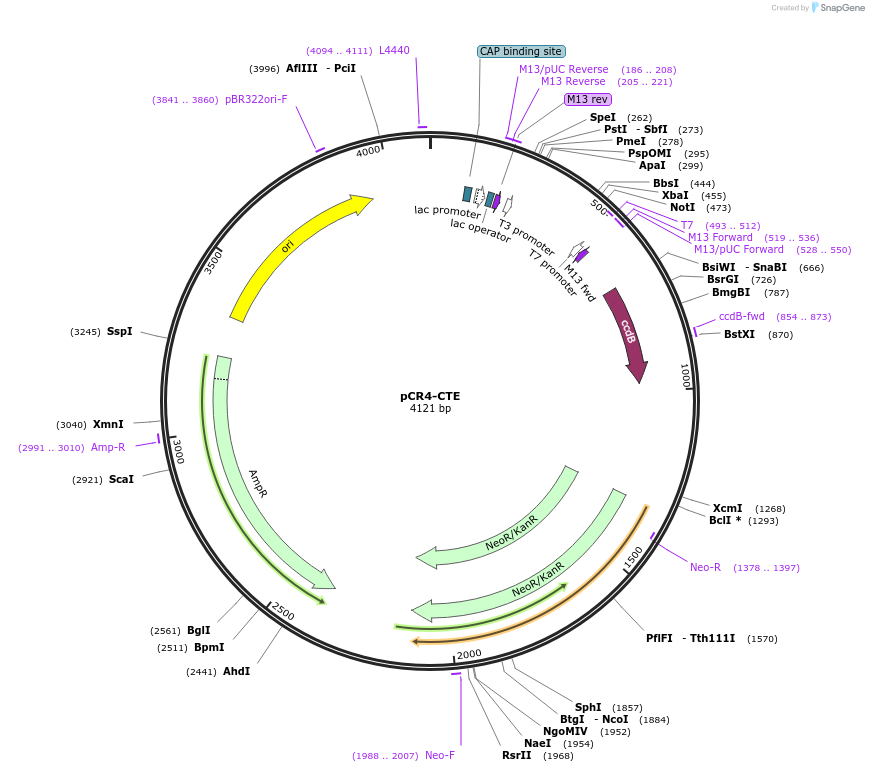 36868-plasmid-map-sequence-id-46085