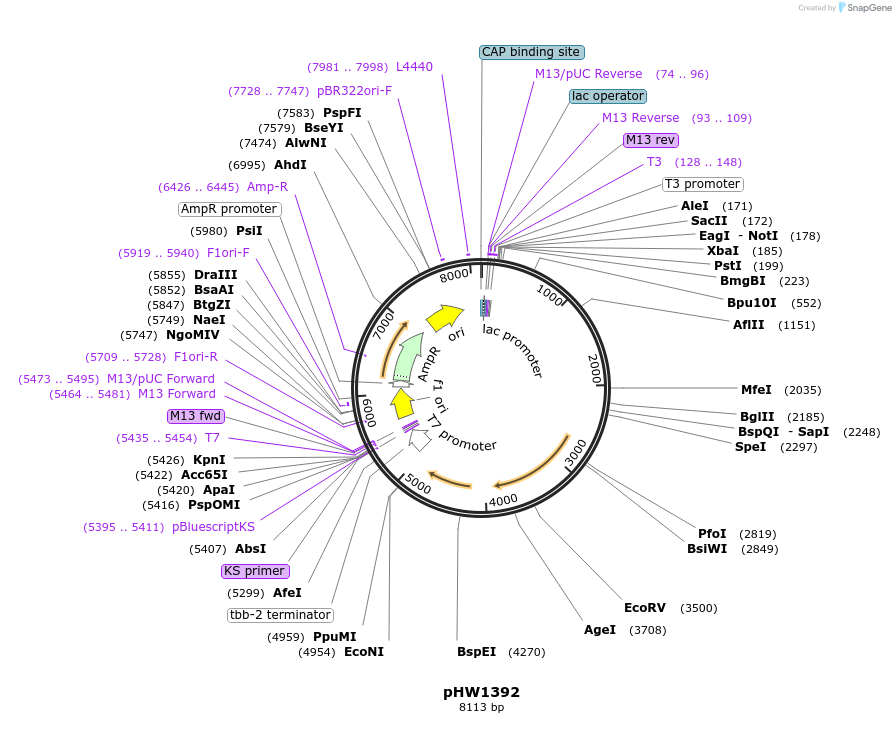 229878-plasmid-map-sequence-id-460858