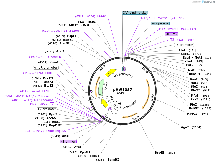 229880-plasmid-map-sequence-id-460861