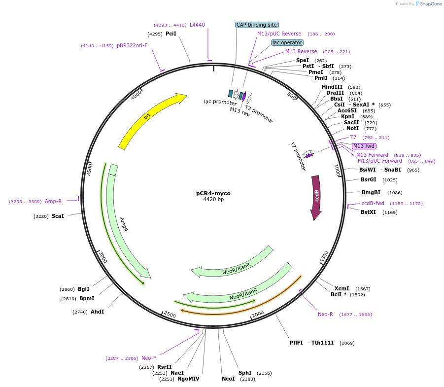 36872-plasmid-map-sequence-id-46092