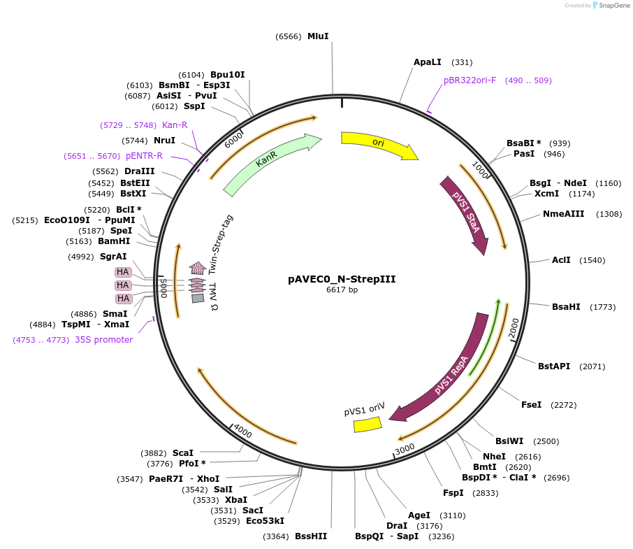 231260-plasmid-map-sequence-id-460947