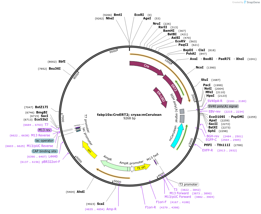 230044-plasmid-map-sequence-id-461060