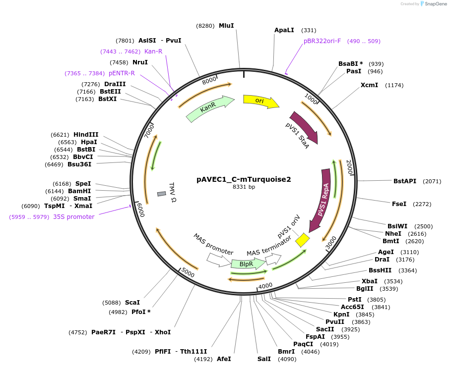 231278-plasmid-map-sequence-id-461066