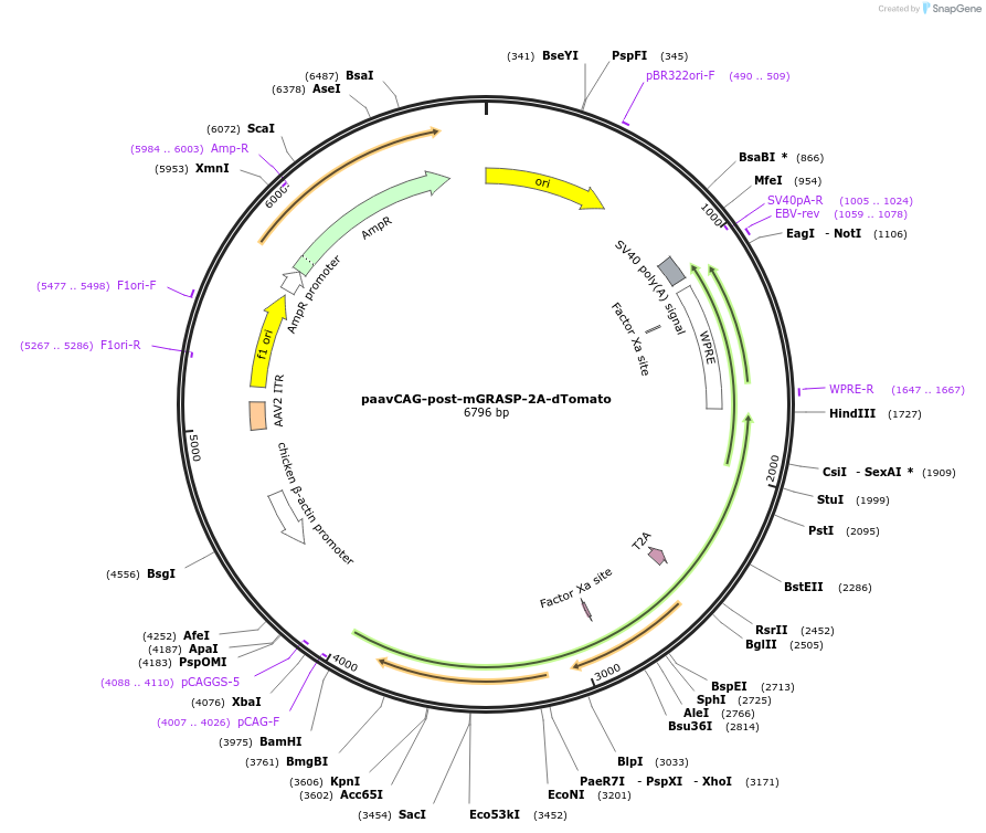 34912-plasmid-map-sequence-id-461076