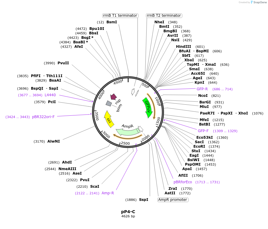 225097-plasmid-map-sequence-id-461090