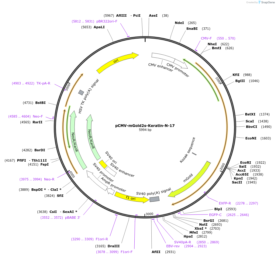 231767-plasmid-map-sequence-id-461110