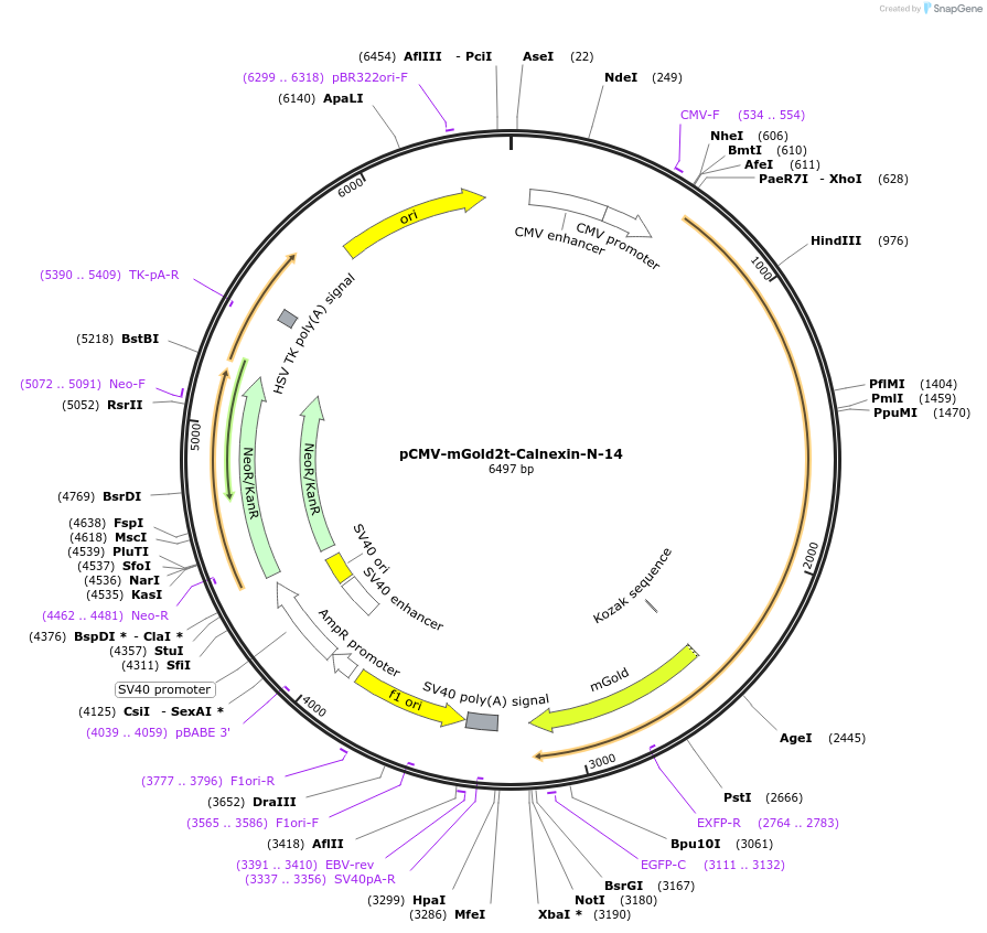 231776-plasmid-map-sequence-id-461113