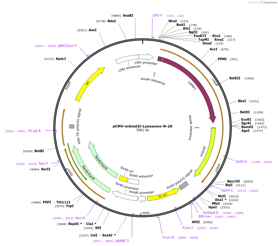 231778-plasmid-map-sequence-id-461116