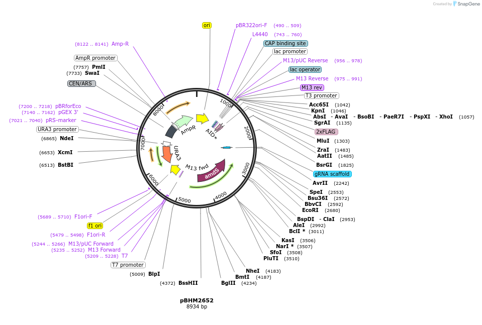 229994-plasmid-map-sequence-id-461120