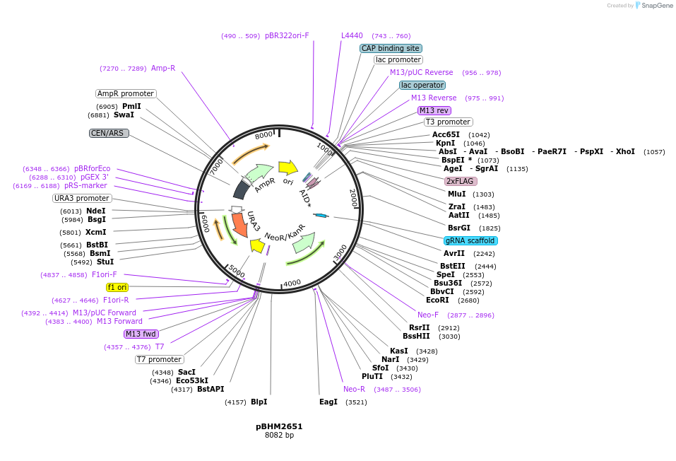 229993-plasmid-map-sequence-id-461132