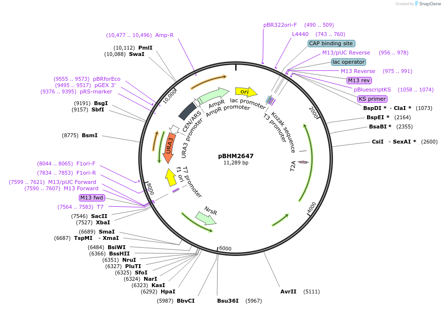 229989-plasmid-map-sequence-id-461139