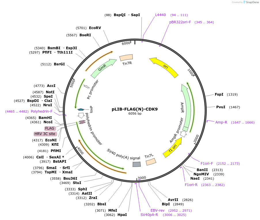461159_map