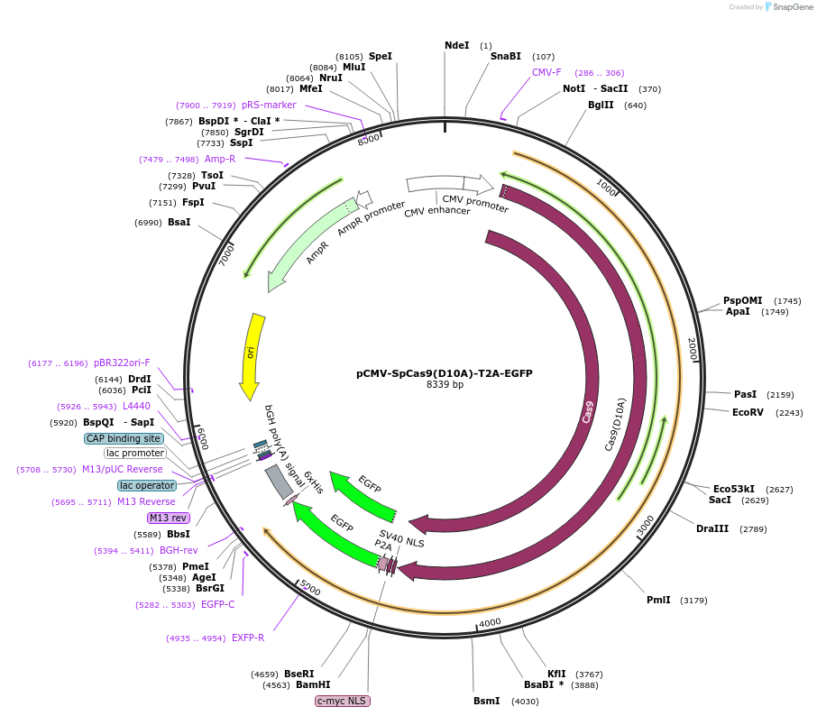 221230-plasmid-map-sequence-id-461177