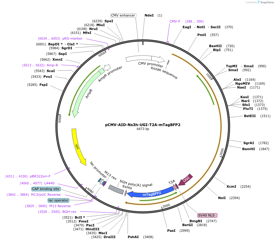 221223-plasmid-map-sequence-id-461181