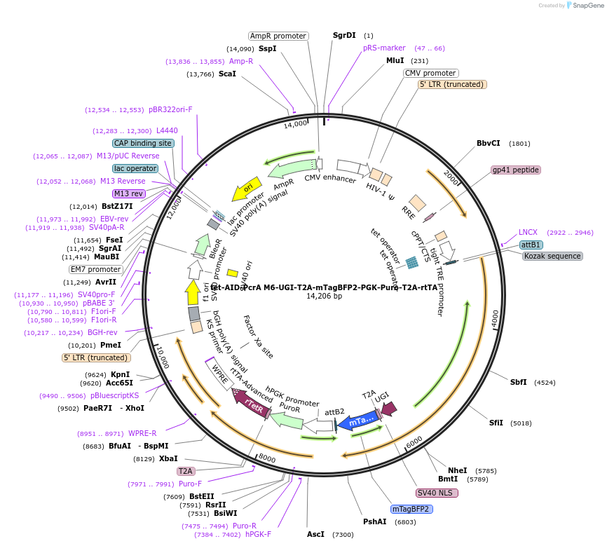 221234-plasmid-map-sequence-id-461182