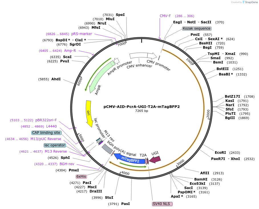 221224-plasmid-map-sequence-id-461183