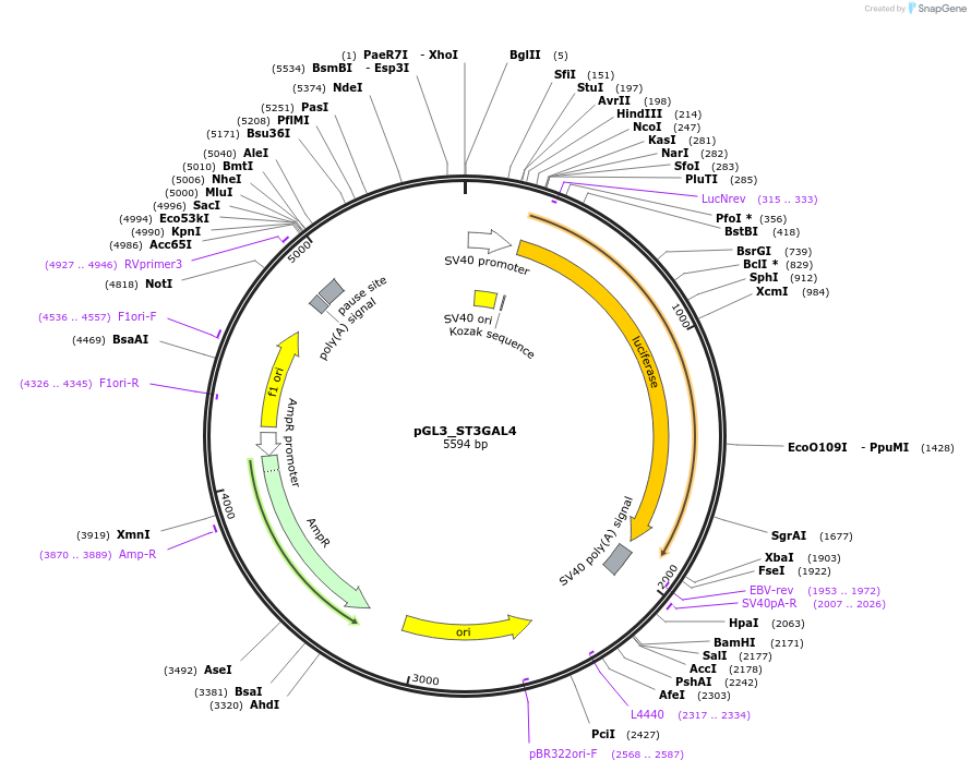 232374-plasmid-map-sequence-id-461187