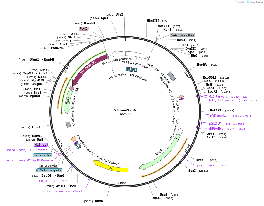232725-plasmid-map-sequence-id-461188